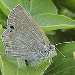 Leptomyrina henninge henninge